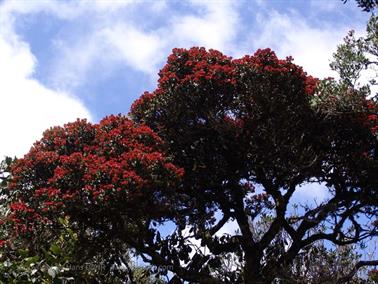 Bandarawela,_World`s_End,_DSC07014B_H600
